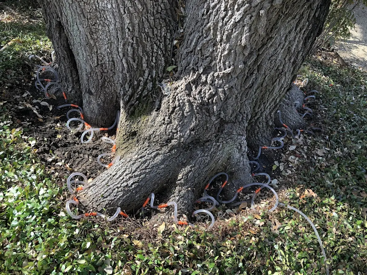 Detailed Tree Cabling and Bracing job site in Aladdin