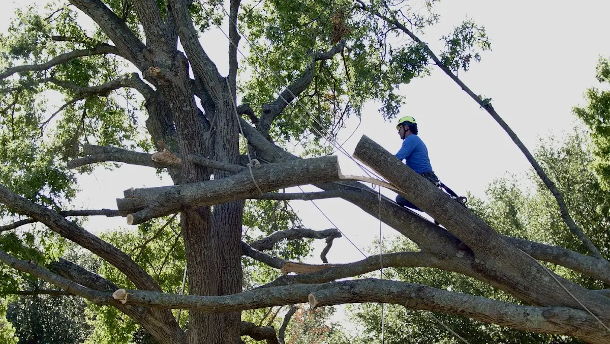 Professional Hazardous Tree Removal performed by certified arborists in Aladdin
