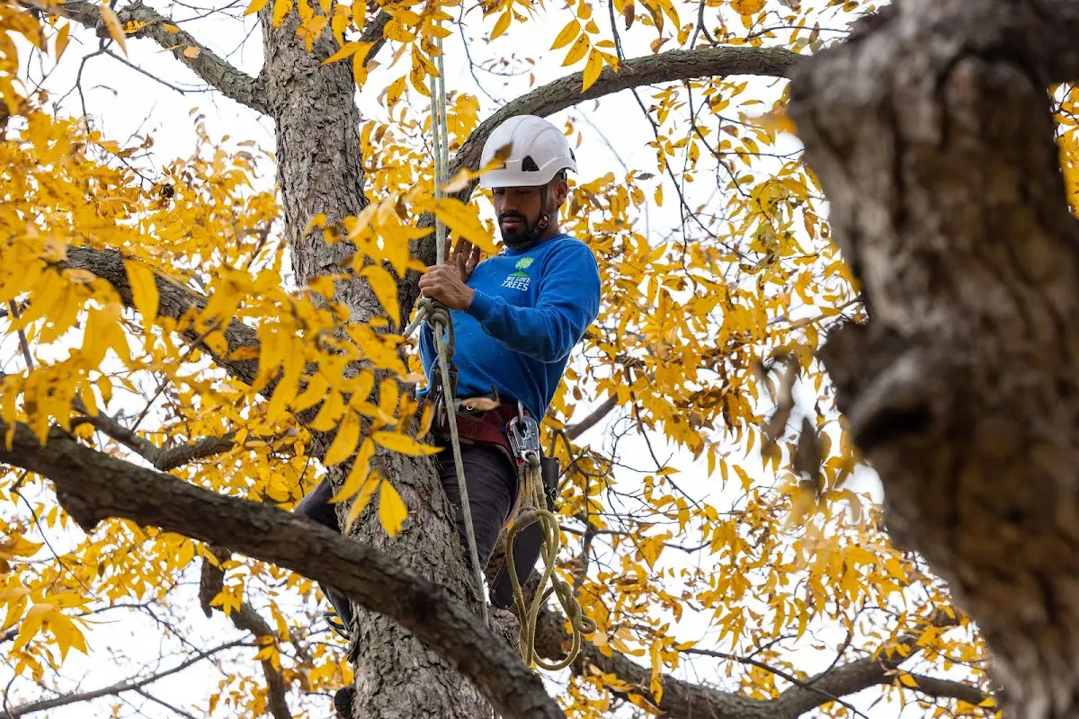 Skilled Tree Planing crew working in Aladdin