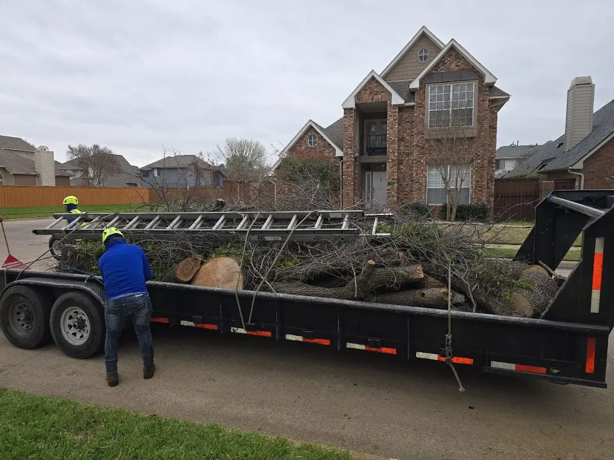 Expert Tree Pest Control with proper safety equipment in Aladdin
